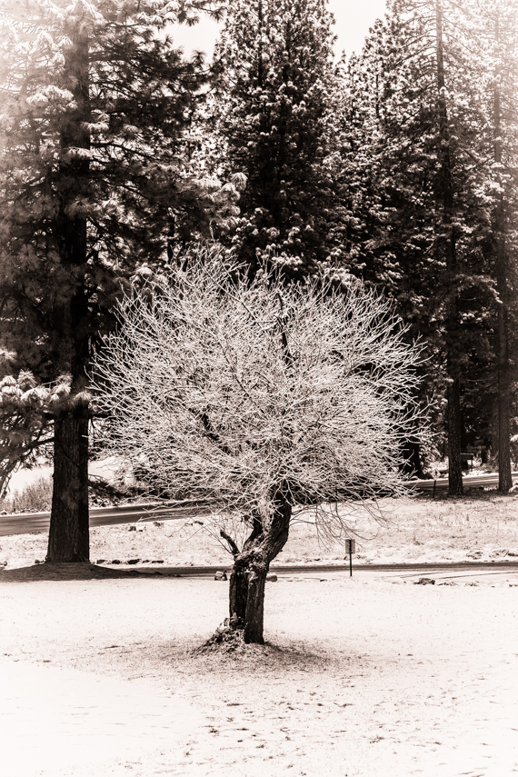 Yosemite 2015